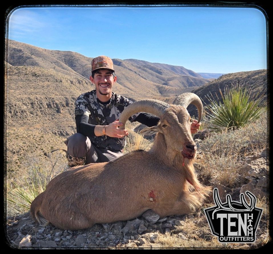 Barbary Sheep taken on a guided New Mexico hunt with Ten High Outfitters