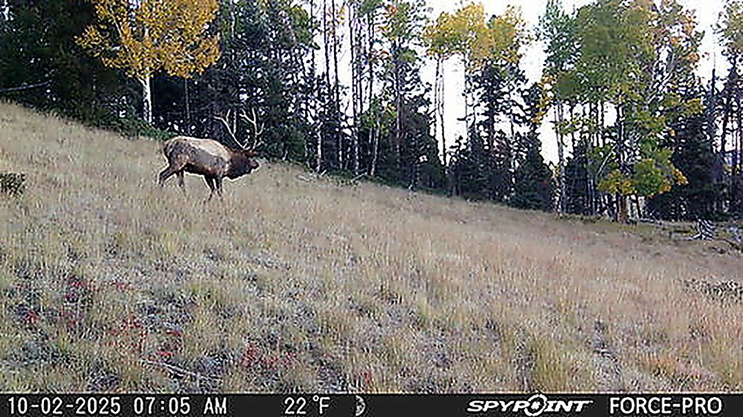 Elk taken on a guided New Mexico hunt with Ten High Outfitters